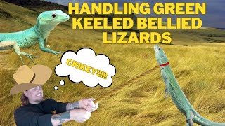 How To Handle And Tame Green Keeled Bellied Lizards Gastropholis prasina [upl. by Ynnaf133]