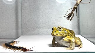 Bad frog  Pacman frog  African bullfrog【LIVE FEEDING】 [upl. by Yard]