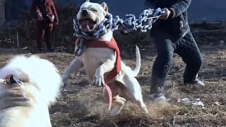 Beautiful Strong Dogo Argentino [upl. by Adnaram]