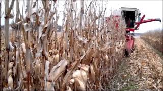 IH 615 Combine in Corn 2015 [upl. by Camfort829]