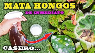 SOLUCIÓN DEFINITIVA a los HONGOS con este FUNGICIDA CASERO para plantas [upl. by Atirma]