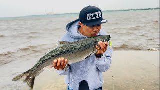 KING SALMON  Sheboygan Wi  Lake Michigan [upl. by Hibbitts138]