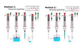 Forward Pipetting vs Reverse Pipetting [upl. by O'Hara903]