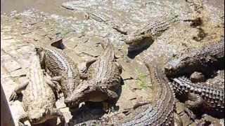 crocodile de croc farm madagascar [upl. by Yennek]