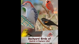 Identify Your Common Backyard Birds Central amp Eastern USA [upl. by Ydahs66]