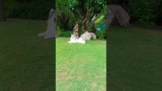 My Husky dog lion style seating in the park shorts trend viral dog pets labrador youtube [upl. by Atiniuq62]