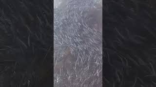 Newfoundland Ocean  amp Capelin Madness  castnet capeline capelin capline newfoundland whale [upl. by Aliza191]