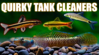 Alternative Algae Eaters and Surprising Tank Cleaners [upl. by Annwahsal483]