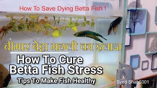 Betta fish treatment  Sick Betta fish or Fin rot disease [upl. by Earleen]