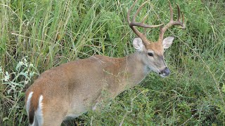 Whitetailed Deer browses vegetation [upl. by Ziana]