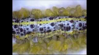 Pieris Brassicae Vs Apanteles sp glomeratus  speed 300 [upl. by Laresa]