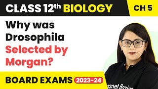 Class 12 Biology Ch 5 Why was Drosophila Selected by Morgan Principles of Inheritance amp Variation [upl. by Aerdnael616]