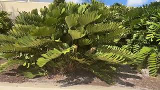 Cardboard Plant In The Cycad FamilyLarge Palms and Trees Planted and Guaranteed [upl. by Tereb]