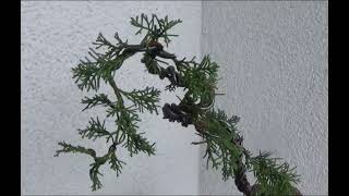 Bonsai Juniperus chinensis Plumosa 032024 [upl. by Cristiona265]