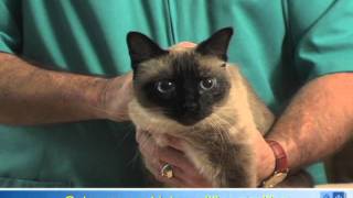 How To Apply Eye Drops or Ointment to Your Cats Eyes [upl. by Piers]