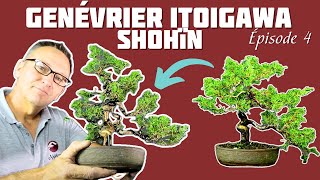 Comment Réaliser un Shohïn avec un Genévrier  TUTO n° 4 🌱 NEJIKAN BONSAI 🌱 [upl. by Gwynne]