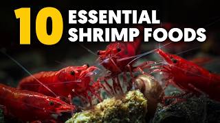 Dwarf Shrimp 🦐 These 10 Essential Shrimp Foods Keep My Shrimp Thriving [upl. by Yelsnit]