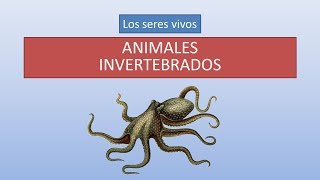 Animales invertebrados características y clasificación [upl. by Liba]