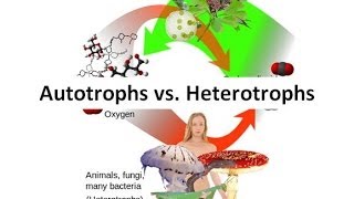 Difference between Autotrophs amp Heterotrophs  Autotrophs and Heterotrophs shorts knowledgeispower [upl. by Ahsekahs]