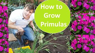 How to plant and Primulas or Primroses When where and how to grow Primulas aka Primroses [upl. by Nitsirk]