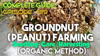 Groundnut Farming Peanut–SeedlingCareHarvesting–In Organic Method essenceworld [upl. by Allemaj]