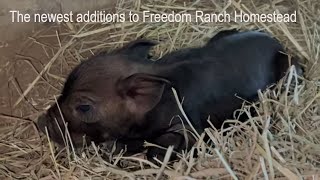 Dramatic Piglet Birth A learning experience 131 [upl. by Anej]