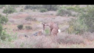 RARE footage of a jackal and brown hyena killing a kudu calf [upl. by Dougall]