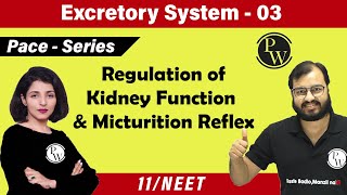 Excretory System 03  Regulation Of Kidney Function  Micturition Reflex  Class 11  NEET [upl. by Aksoyn44]