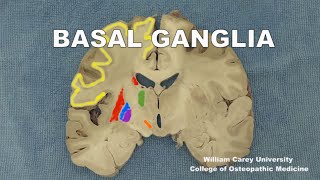 Basal ganglia Striatumpallidum subthalamic nucleus substantia nigraneuroanatomy basal ganglia [upl. by Koller]