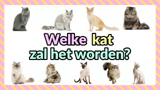 Welke KAT past bij jou TEST [upl. by Behlke445]