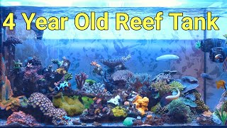 5 Things You Need To Know About An Established Reef Tank [upl. by Ahsiena]