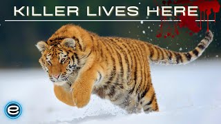 Russias Wild Tiger  The Incredible Big Cat  Wildlife documentary [upl. by Mandeville717]