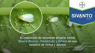 Conoce los beneficios Sivanto Prime contra Insectos Chupadores  Agro Bayer Centroamérica [upl. by Hahnert]