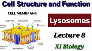 Lysosomes Lecture 8 [upl. by Kliber191]