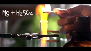 Magnesium In Sulfuric Acid  H2 gas popping test by H2SO4 and Mg in a single displacement reaction [upl. by Yrrab]