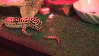 Leopard Gecko eating superworm [upl. by Head422]