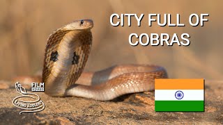 City full of venomous snakes in India Spectacled cobras Russells vipers snake rescues [upl. by Meihar954]