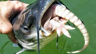 What do catfish eat Best Catfish Baits amp How to Catch Catfish [upl. by Romano615]