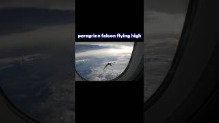 peregrine falcon flying high trending animals viral peregrinefalcon birds flying airport fyp [upl. by Marsha]