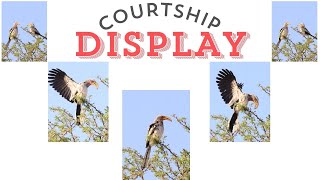 COURTSHIP DISPLAY of Southern Yellowbilled Hornbill  Hornbill Mating call [upl. by Morganne]