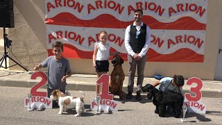 Primer concurso canino nacional en Petrer [upl. by Lua]