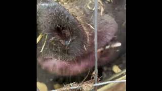 Brax eats honey crisp apple pig apple honeycrisp minipig potbellypig asmr [upl. by Lenoel]