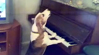 Standing Dog Plays Piano and Sings Along [upl. by Damita]