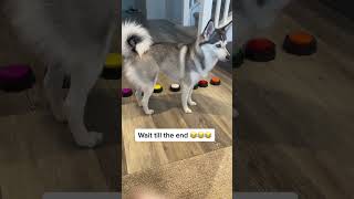 Sapphie presses buttons to talk tik tok sapphie the pomsky [upl. by Elehcin]