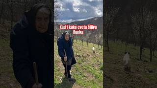 Kad i kako cveta šljiva Ranka [upl. by Anos53]