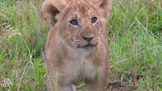 Lioness And Her Cubs Shot And Killed — Just For Being Lions [upl. by Neural]