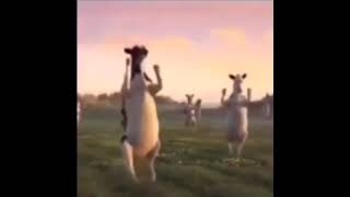 Dancing Cows Meme [upl. by Otxis]