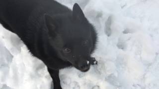 Snow day for Schipperke [upl. by Leanahtan]