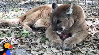 LIVE Cougar Feeding Big Cats Get An Icy Snack at Big Cat Rescue  The Dodo [upl. by Naus]