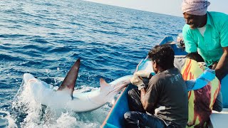 Fishing for Sharks MASSIVE Thresher Shark [upl. by Krell]